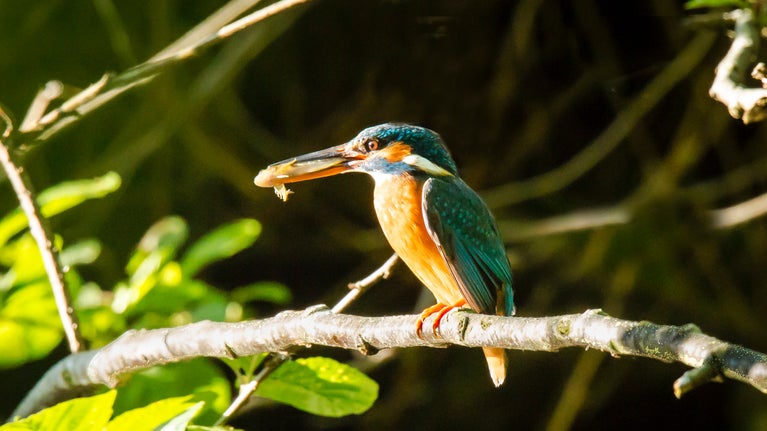 Kingfisher on the River Bovey at Parke